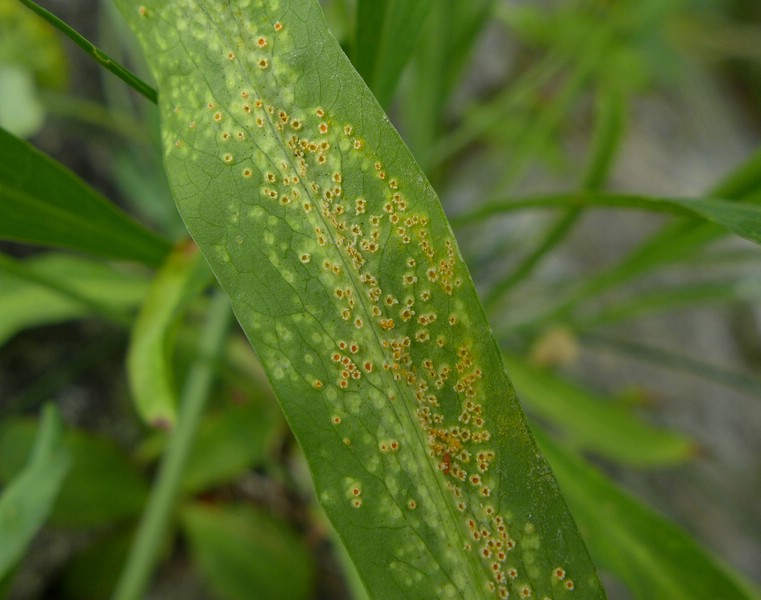 Val di Rhèmes (12).jpg