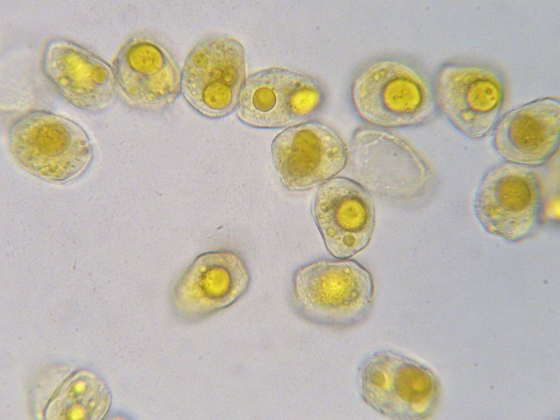 1000er Val di Rhemes (1).jpg