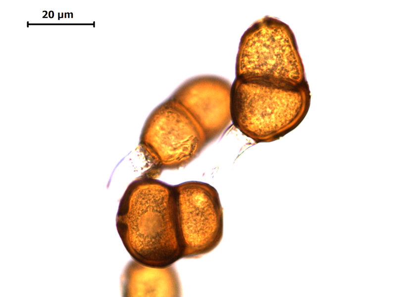 Puccinia_semadenii_09.jpg