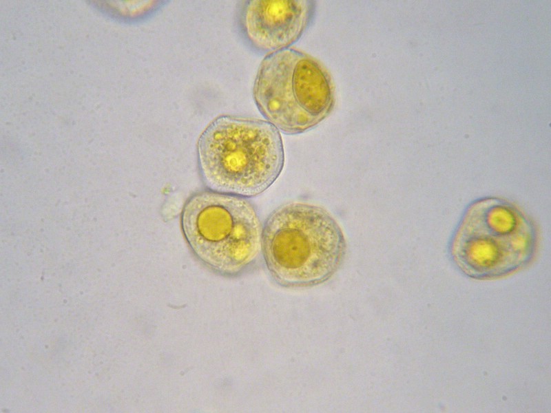 1000er Val di Rhemes (8).jpg