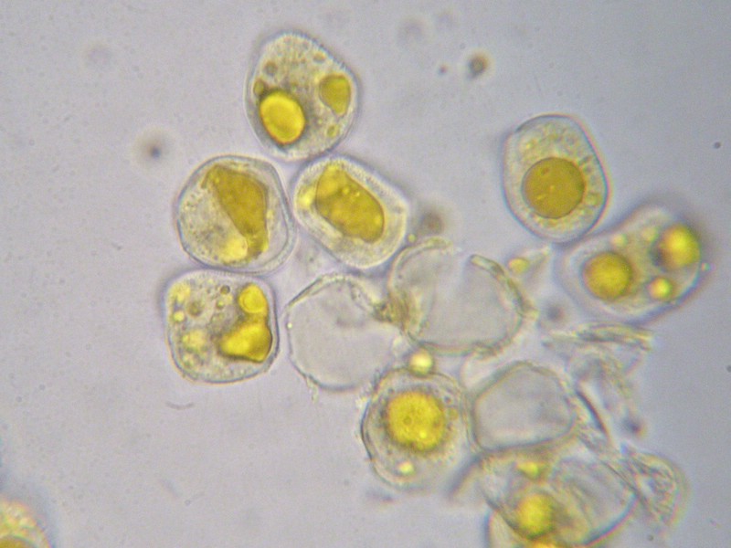 1000er Val di Rhemes (14).jpg