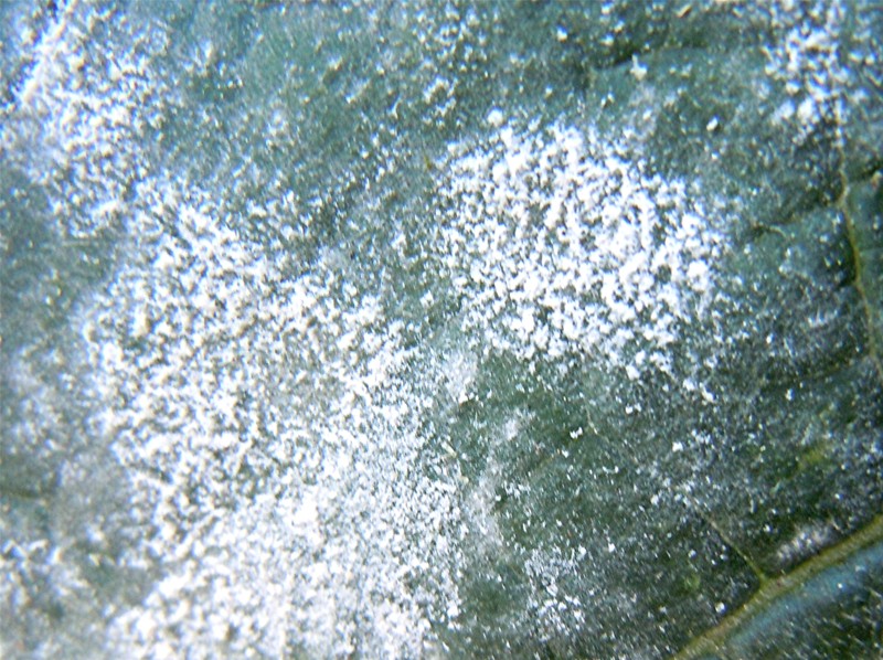 DSCN8702 Ausschnitt, Kontrast, Schärfe, klein.jpg