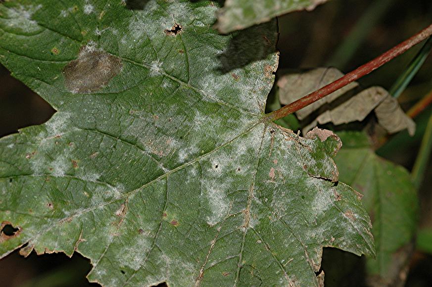 DSC_9949 Mehltau an Schneeball, Schärfe 29 %.jpg