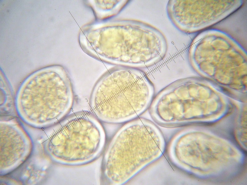 1000er Feldberg (9).jpg