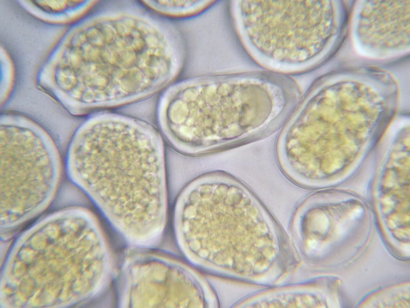 1000er Feldberg (13).jpg