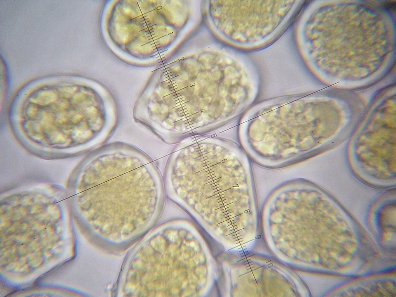 1000er Feldberg (14).jpg