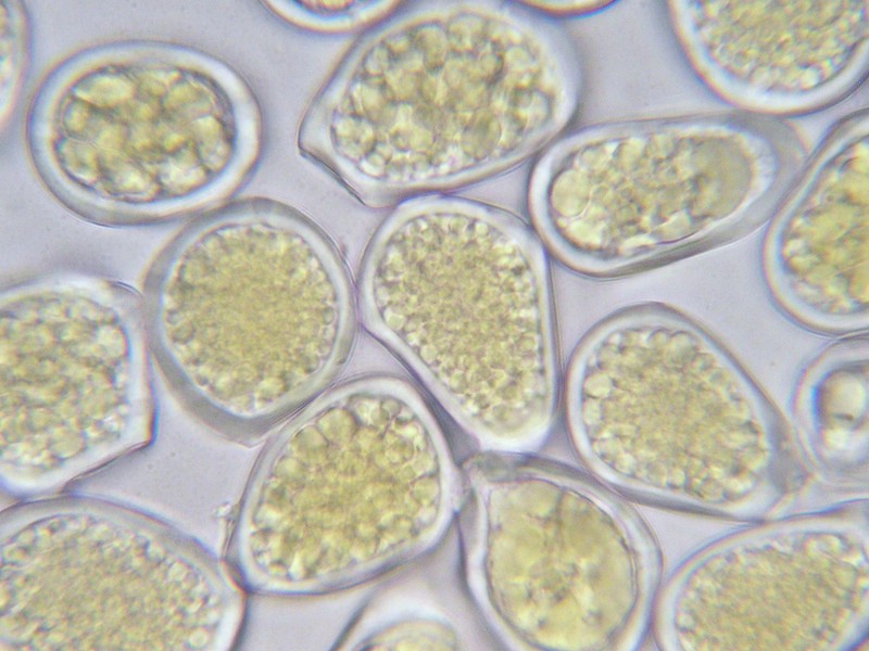 1000er Feldberg (17).jpg