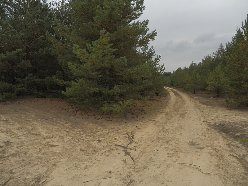 Muskauer Heide_1.0.jpg