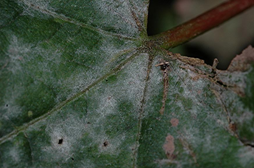 DSC_9950 Mehltau an Schneeball, Schärfe 29 %.JPG