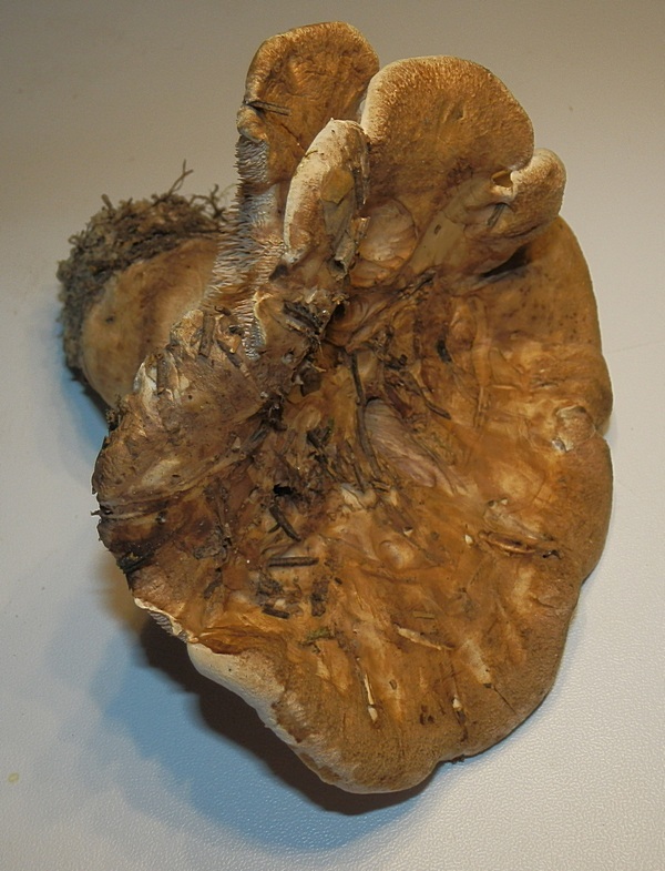 Bankera fuligineoalba_1.1.jpg