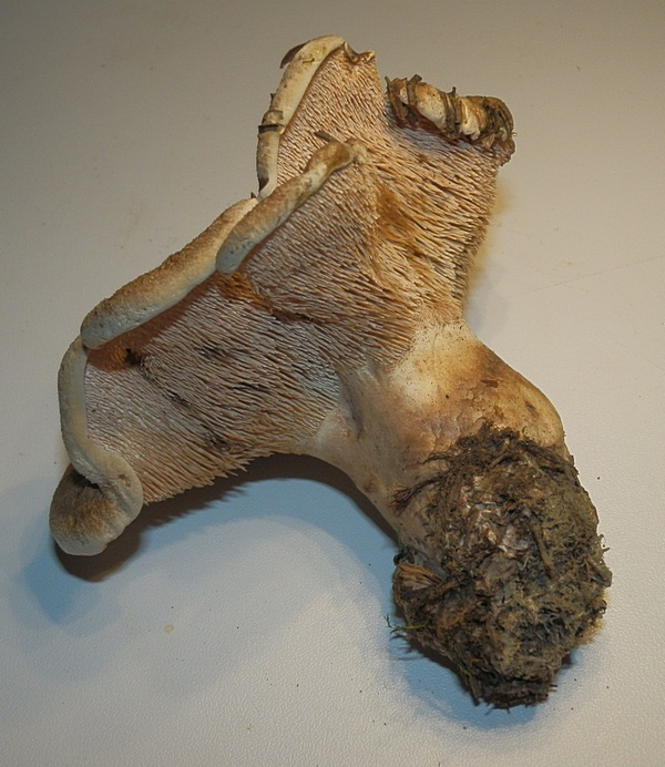 Bankera fuligineoalba_1.3.jpg