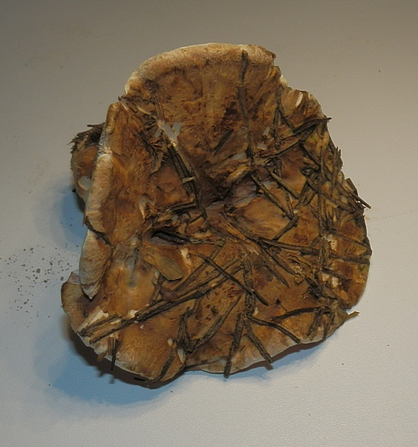 Bankera fuligineoalba_1.4.jpg