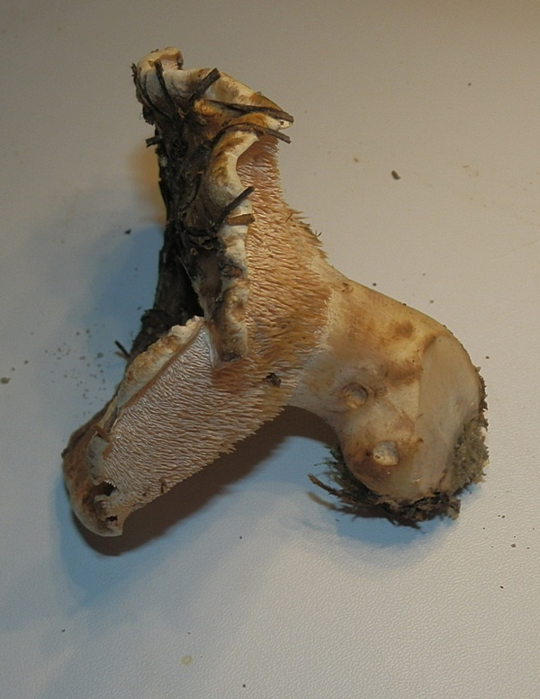 Bankera fuligineoalba_1.5.jpg