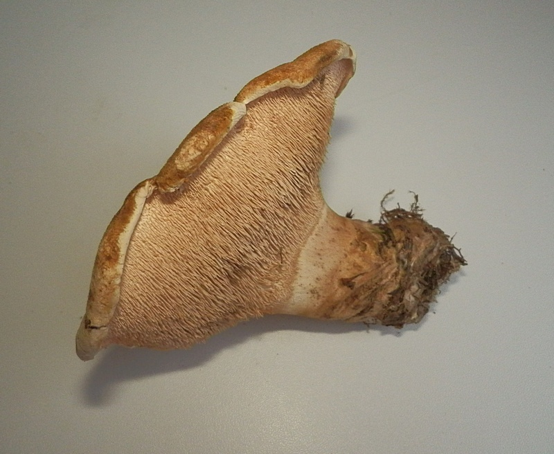 Bankera fuligineoalba_1.6.jpg