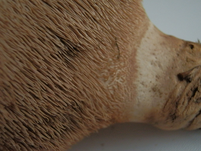 Bankera fuligineoalba_1.9.jpg