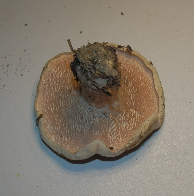 Bankera fuligineoalba_1.11.jpg