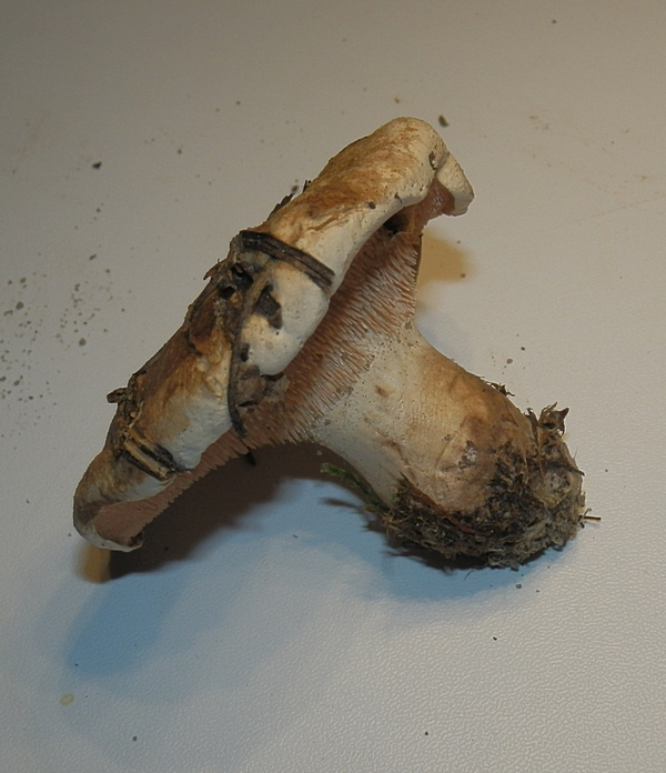 Bankera fuligineoalba_1.12.jpg