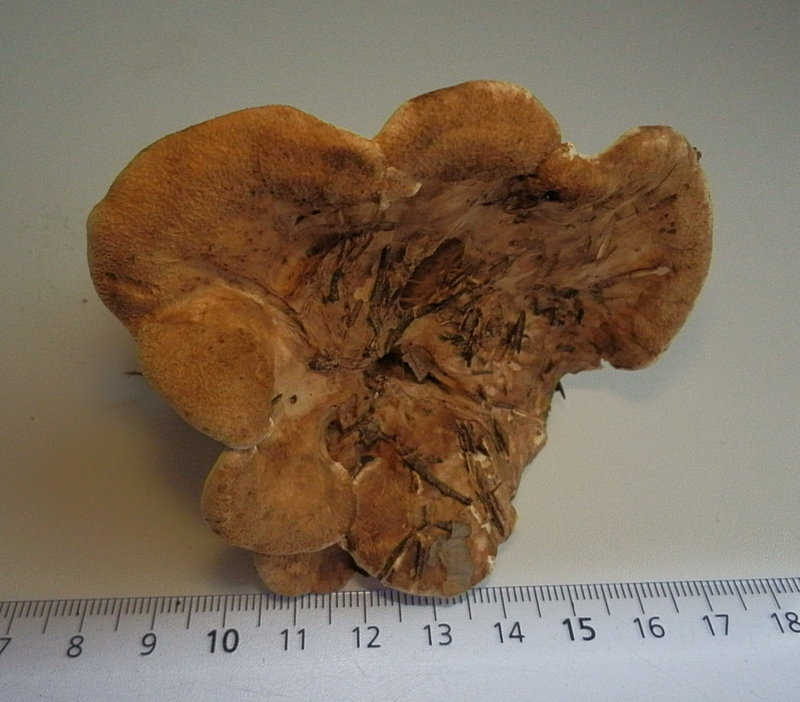 Bankera fuligineoalba_1.0.0.jpg