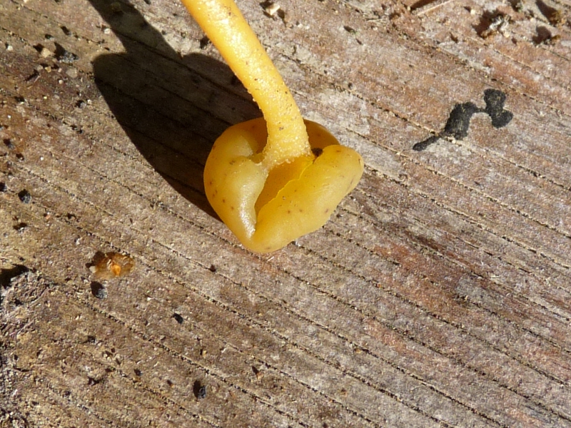 P1080091 was wird das wohl .JPG