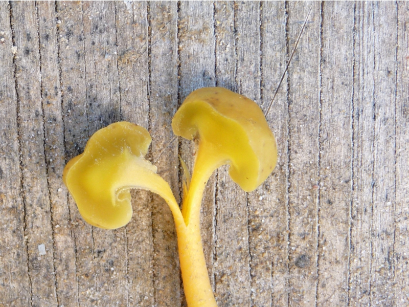 P1080099 was soll das Schnitt .JPG