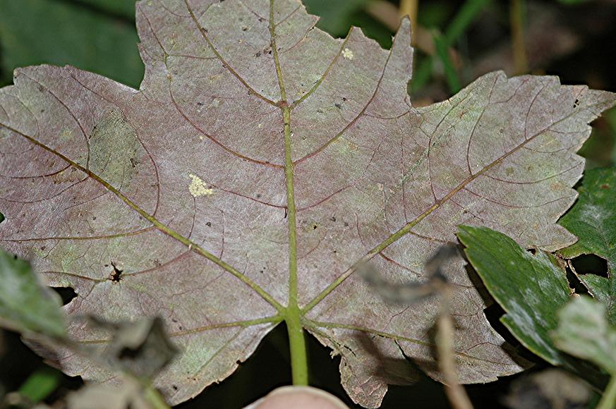 DSC_9952 Mehltau an Schneeball Blattunterseite, Schärfe 29 %.JPG
