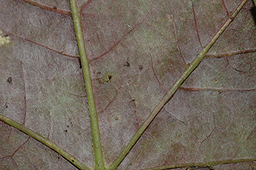 DSC_9953 Mehltau an Schneeball Blattunterseite, Schärfe 29 %.JPG