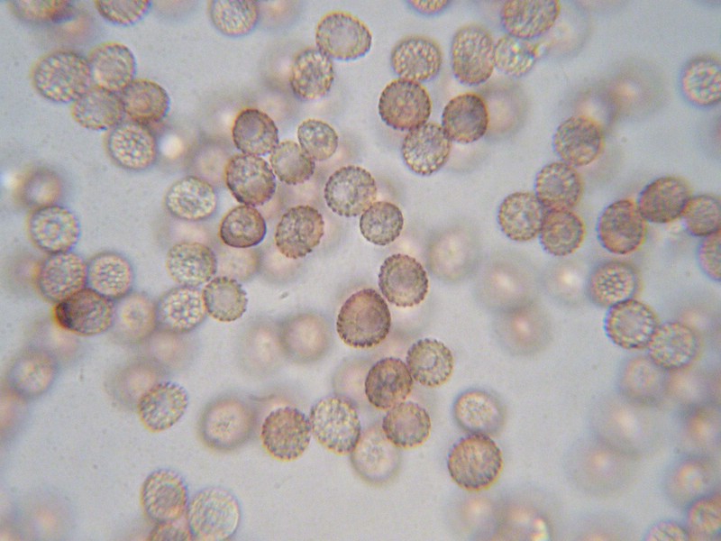 1000er Epinel (14).jpg