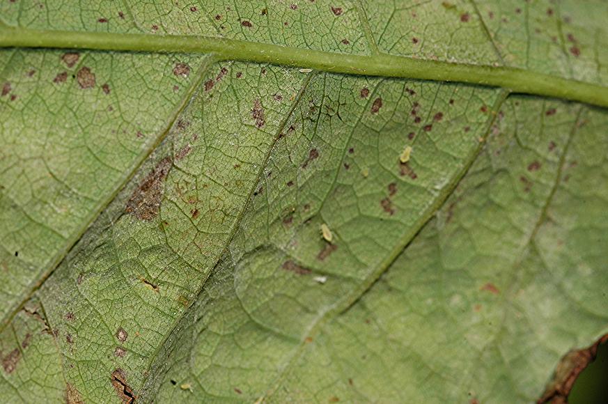 DSC_9922 Mehltau an Eichenblatt, Blattunterseite, Schärfe 29 %.jpg