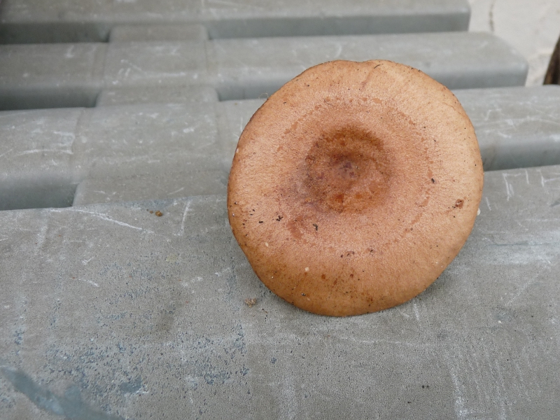P1080121 lactarius quietus Hut .JPG