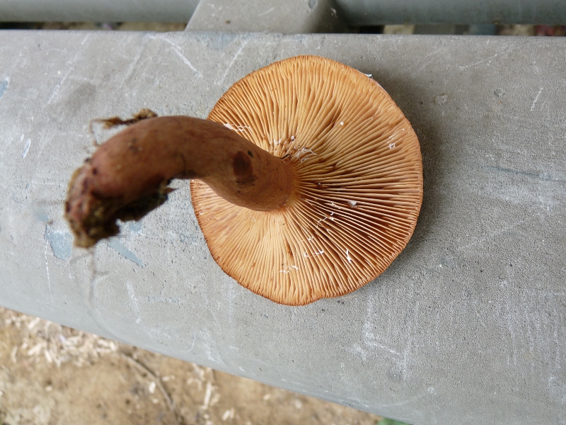 P1080119 lactarius quietus .JPG