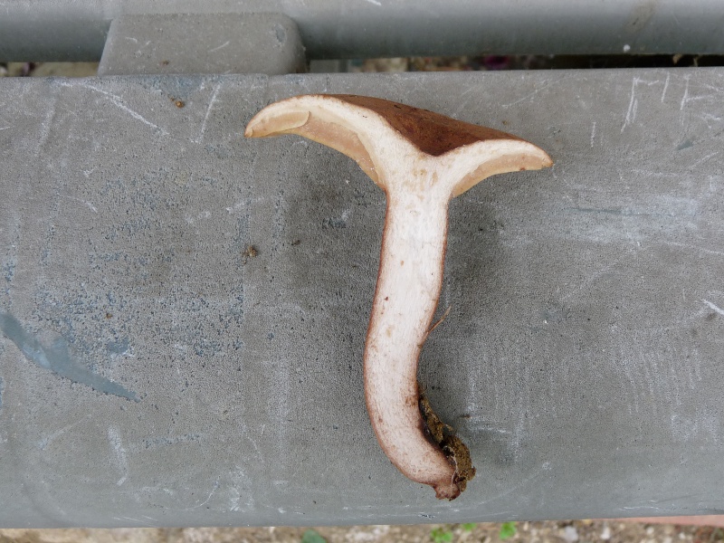 P1080126 lactarius quietus 1.JPG