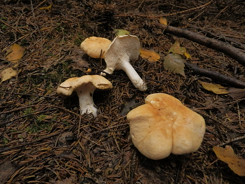 Hydnum repandum_1.0.jpg