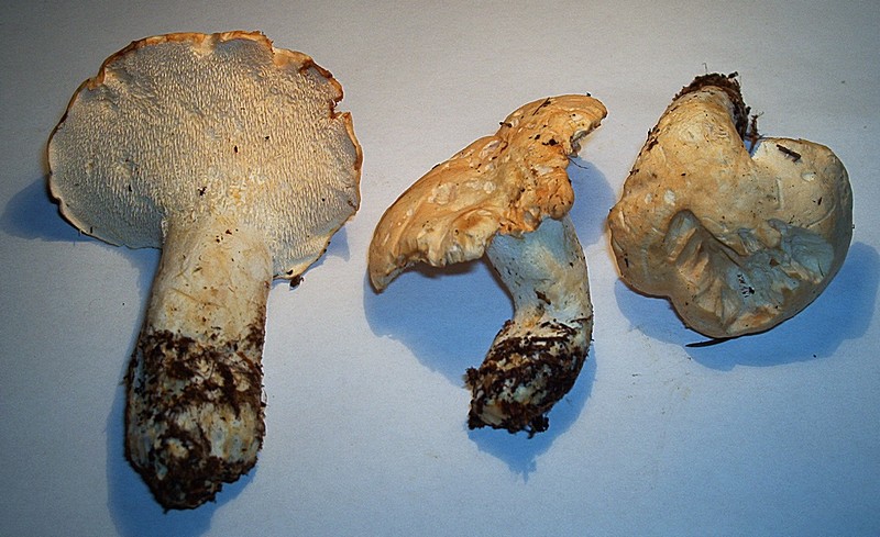 Hydnum repandum_1.1.jpg