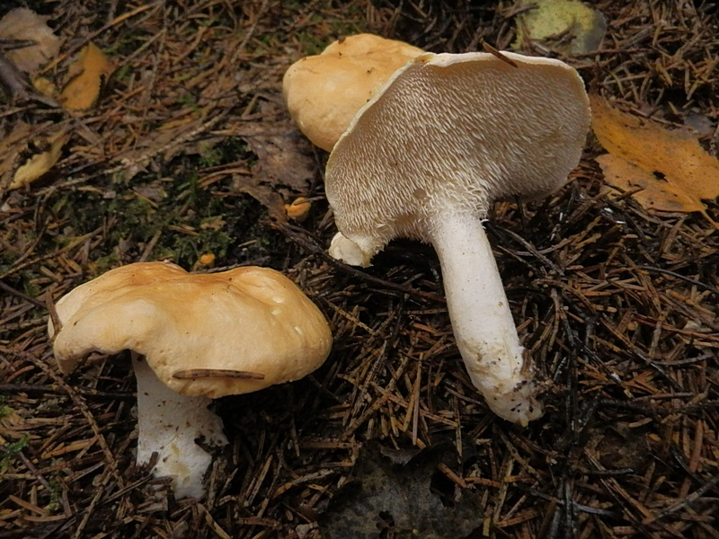 Hydnum repandum_1.2.jpg