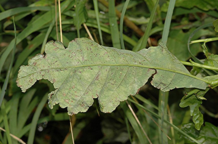 DSC_9921 Mehltau an Eiche, Blattunterseite, Schärfe 29 %.JPG