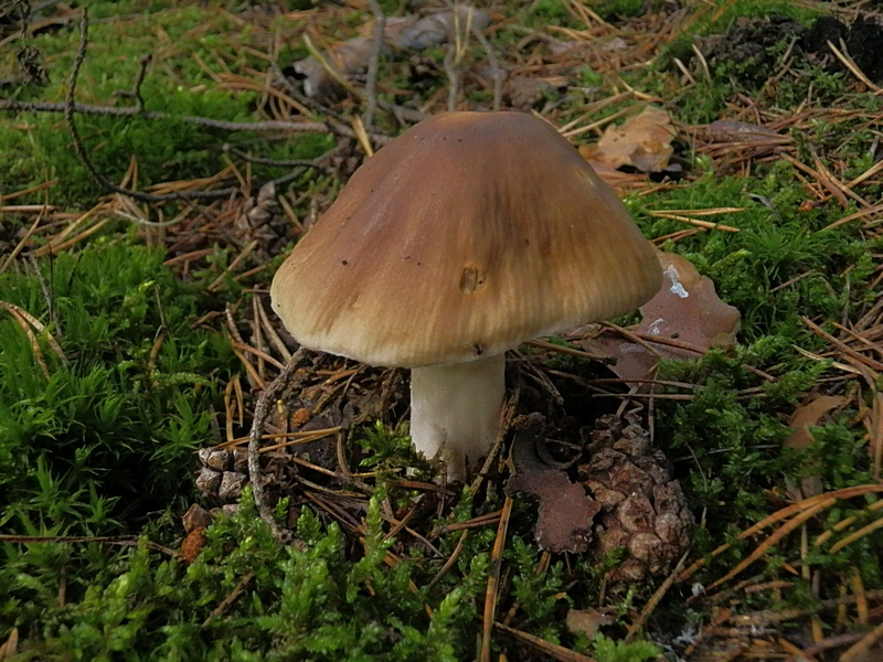 Cortinarius elatior_1.0.jpg