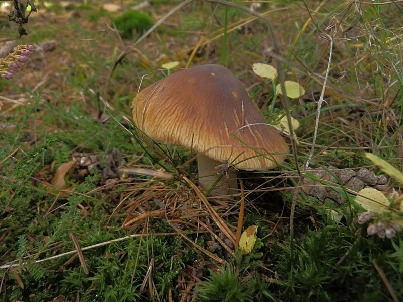 Cortinarius elatior_1.1.jpg