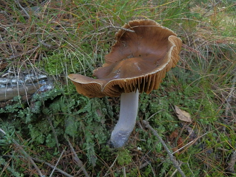 Cortinarius elatior_1.2.jpg