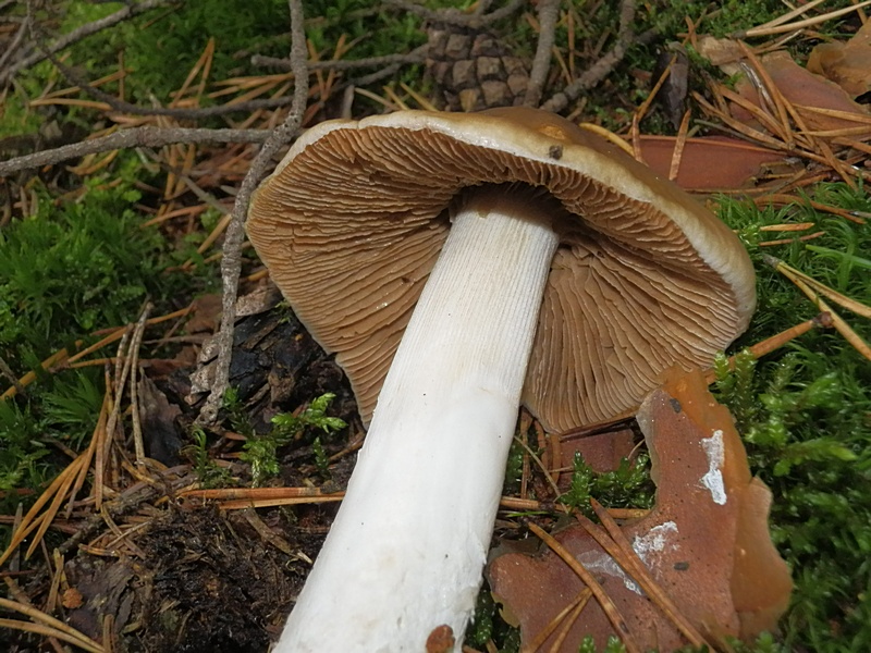 Cortinarius elatior_1.3.jpg