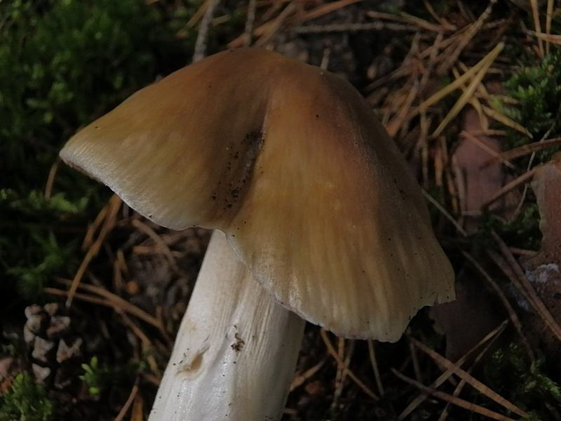 Cortinarius elatior_1.4.jpg