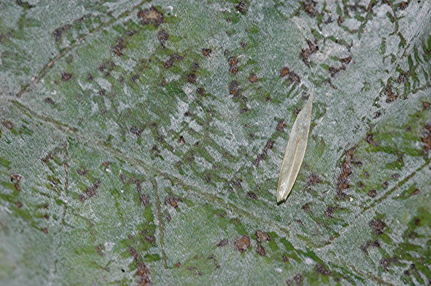 DSC_9919 Mehltau an Eiche, Schärfe 29 %.JPG