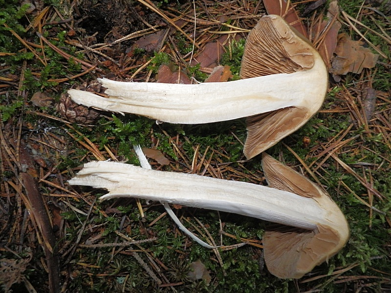 Cortinarius elatior_1.5.jpg