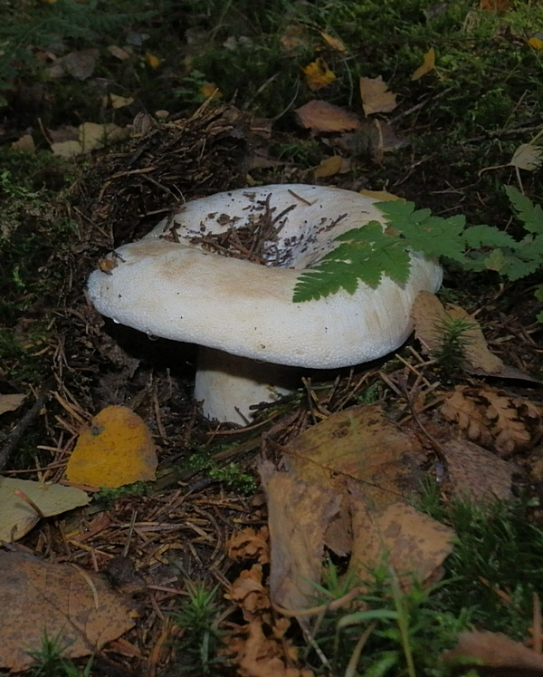 Lactarius vellereus_1.0.jpg