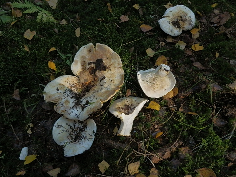 Lactarius vellereus_1.1.jpg