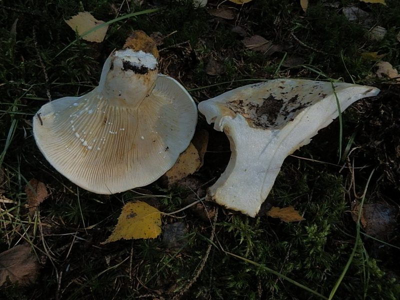 Lactarius vellereus_1.2.jpg