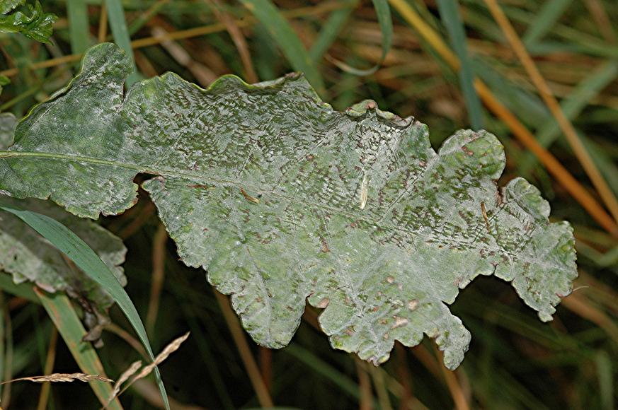 DSC_9918 Mehltau an Eiche, Schärfe 29 %.JPG