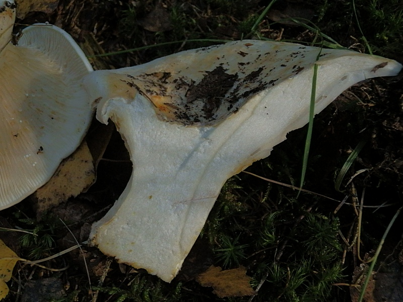 Lactarius vellereus_1.3.jpg
