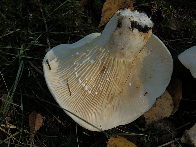 Lactarius vellereus_1.4.jpg
