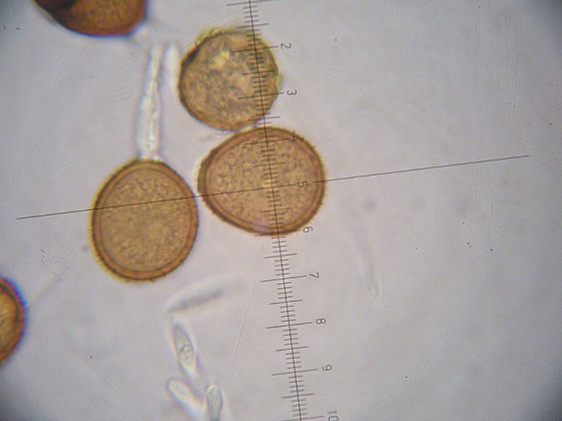 1000er Epinel (23).jpg