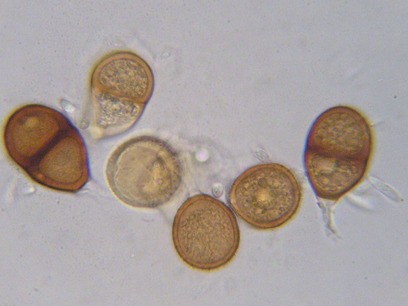 1000er Epinel (27).jpg